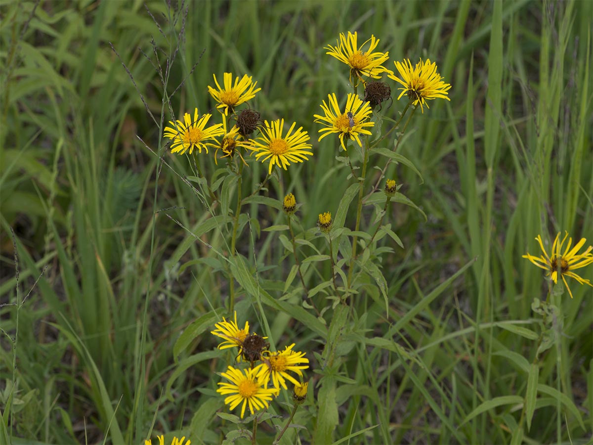 Inula gesamt